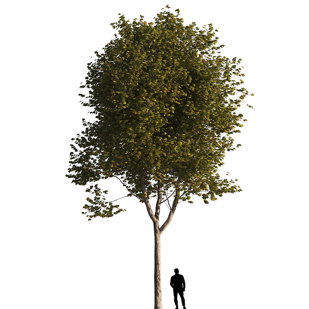 3D model Platanus x hispanica L 01 London plane 1